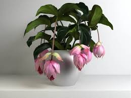 From the daisy to the oak tree, they vary enormously in shape, size, and color. Medinilla Magnifica Facts Twentyonefacts