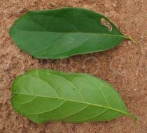 Image result for Dichapetalum madagascariense