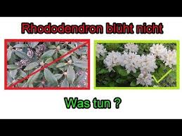 Erste Hilfe Wenn Der Rhododendron Nicht Bluht Buchenhecke Haus Und Garten Garten