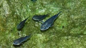 Image result for Dissotis falcipila