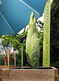 Corpse Flower Page 2 My Chicago Botanic Garden
