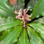 Image result for Palisota ambigua