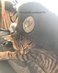 Ozelharekat Turkpolisi Police Kedi Cat Turkey Turkish Turkei Photo Bozkurt Anitkabir Nutuk Erdogan Suriye Sondaki Askeriye Askeri Ozel Kuvvetler