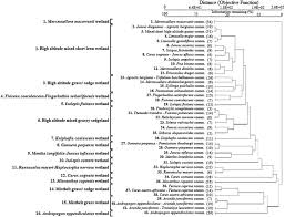 Image result for Fuirena welwitschii