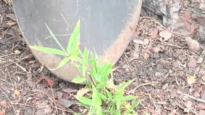 Dip the ends of cuttings in melted wax. How To Grow Bamboo From Plant Cuttings Youtube