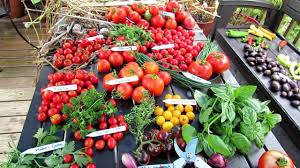 The Rusted Garden July Harvest What I Made Tomatoes Peppers Potatoes Garlic Herbs And Dishes Youtube