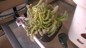 However, artificial light comes in handy during the cold winter months. Can Anyone Identify This Monstrosity It S Been Growing Under 24 7 Fluorescent Light For Five Years Cactus