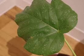 観葉植物の病気まとめ 原因や葉の症状 対策は Horti ホルティ By Greensnap
