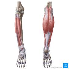 Muscle tissue is also found inside of the heart, digestive organs, and blood vessels. Leg Muscles Anatomy And Function Of The Leg Compartments Kenhub
