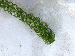 Image result for Lagarosiphon major
