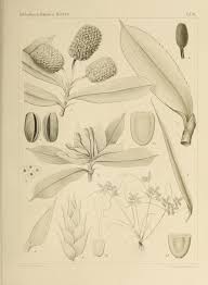 Image result for Queenslandiella