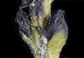 Image result for Striga hallaei