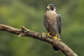 Peregrine falcon: The world's fastest bird - John Moore Museum