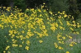 Coreopsis Tripteris Square Foot Gardening Garden Plants Plants