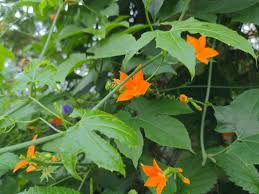 Image result for Diplolophium