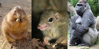 Do euarchontoglires se řadí primáti (primates), hlodavci (rodentia), zajícovití (lagomorpha), letuchy (dermoptera), stromoví savci schopní plachtění, a drobní živočichové tany (scandentia). Euarchontoglires Wikipedia