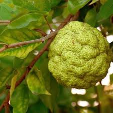 Arbre Qui Pousse Vite Notre Top 10 Des Arbres A Croissance Rapide Arbre Qui Pousse Vite Arbres A Croissance Rapide Et Croissance Rapide