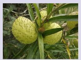 Image result for Gomphocarpus fruticosus