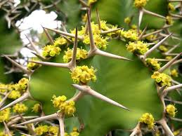 Image result for Euphorbia unicornis