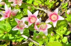 Image result for Anagallis tenuicaulis