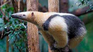 Unit 20, lucas works, sheffield road,dronfield dronfield, uk s182gg. List Of 40 Rare And Unique Exotic Pets Pethelpful By Fellow Animal Lovers And Experts