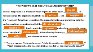 The overall equation for cellular respiration is: Photosynthesis Mind Stretcher Ppt Download