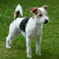While border collies and jack russells are similar in temperament, they do have some differences that may show up in your border jack puppy. Parson Russell Terrier Vs Border Terrier Breed Comparison