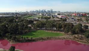 In amazonian folklore and culture, botos live in magical, underwater kingdoms and have supernatural powers. Pink Lake See In Melbourne Farbt Sich Immer Wieder Pink Kolnische Rundschau