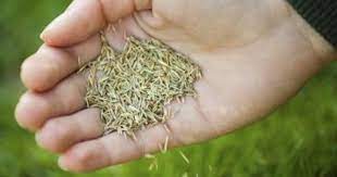 How To Grow Grass In The Shade Planting Grass Seed Best Grass Seed Planting Grass