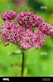 Image result for Astrantia majon `Abbey Road`