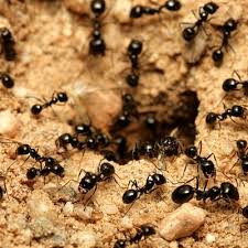The houston branch started in 1985 and is quality pro certified. Abc Home Commercial Services 5415 Theall Rd Houston Tx Pest Control Mapquest