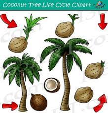 Coconut Palm Tree Life Cycle Clipart Tree Life Cycle Life Cycles Coconut Palm Tree