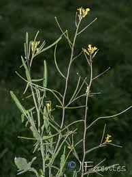 Image result for Sisymbrium orientale