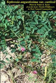 Image result for Tephrosia paniculata