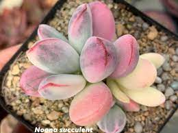 Check spelling or type a new query. Noona Succulent Cotyledon Orbiculata Cv Variegated Facebook