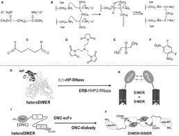 Maybe you would like to learn more about one of these? Frontiers Biological Activities Of Secretory Rnases Focus On Their Oligomerization To Design Antitumor Drugs Immunology