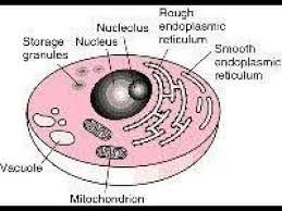 The nucleolus is where ribosomes are made, and it is made of proteins and rna. What Is Difference Between Nucleus Nucleolus Youtube