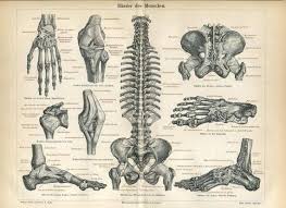 Vintage Medical Chart Bones And By Labyrinthinedelights On