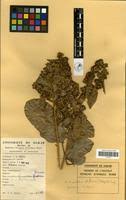Image result for Dichapetalum deflexum