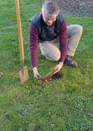 Der krokus lässt sich also ohne großen aufwand vermehren. Krokus In Den Rasen Pflanzen Einfache Anleitung Mein Schoner Garten