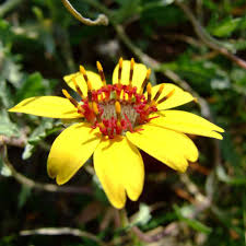 Berlandiera lyrata, with the common names chocolate flower, chocolate daisy, or lyreleaf greeneyes, is a north american species of flowering plant in the sunflower family. Chocolate Flower Seeds Berlandiera Lyrata Flower Seed