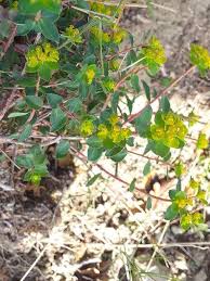 Image result for Euphorbia espinosa
