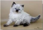 Siberian Cat Breeders Near Me - Cat Kingpin