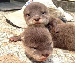 twitter baby otters otters cute animal pictures