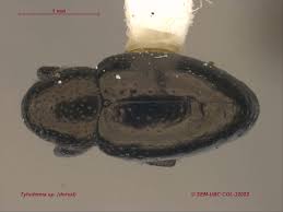 Image result for Buchnera cryptocephala