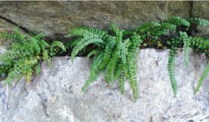 Image result for Asplenium goetzei