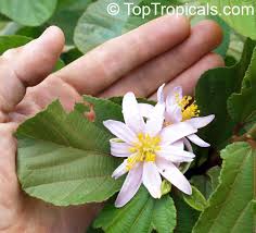 Image result for Grewia microcarpa