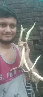 Yellow Peony Lotus tubers Big size Rs 250, medium size Rs 200 and small Rs  150+ shipping charges Also you can pick up from somwar peth Pune Please  find attached flower pics