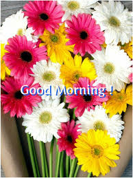 Good Morning Beautiful Flowers Happy Flowers Amazing Flowers