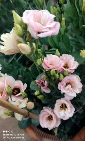 Image result for eustoma flamenco